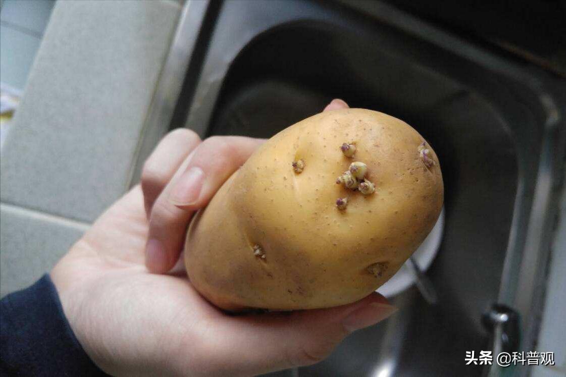 12种发芽的食物不能吃,六种发芽的食物能不能吃涨知识