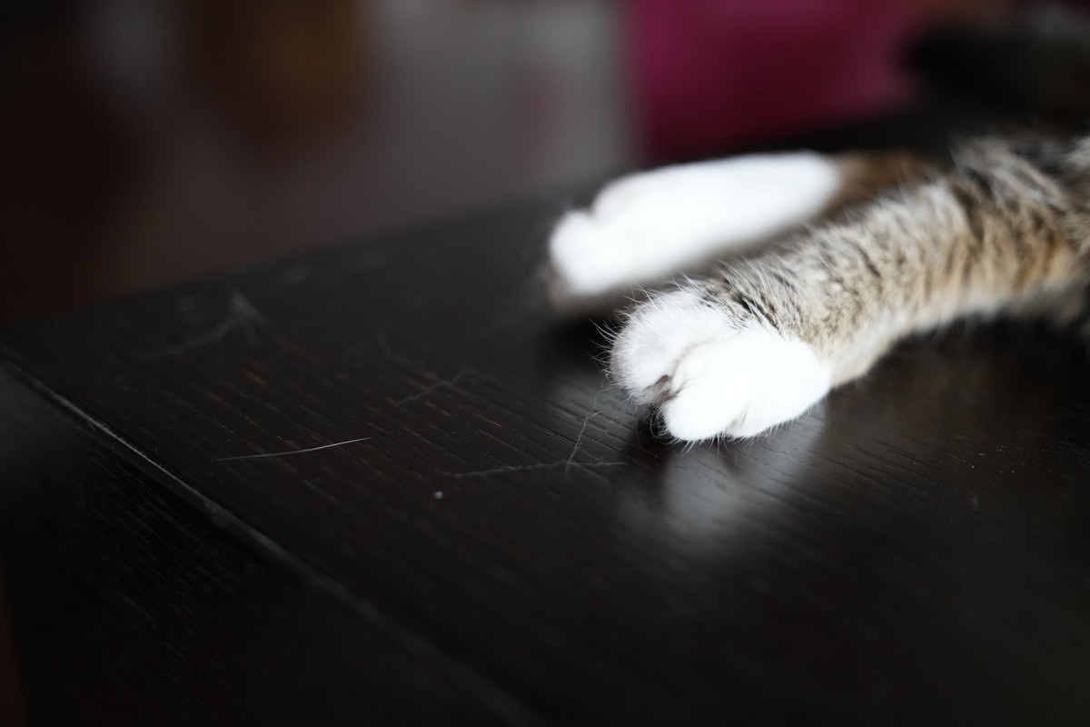 戴森吸猫毛神器,戴森宠物毛发清洁套装