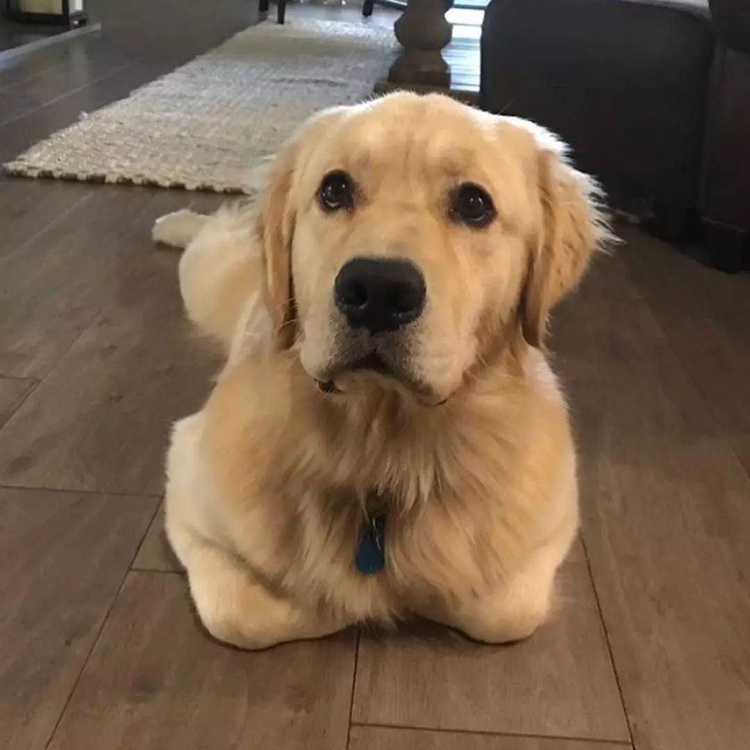 金毛肚子胀气排便困难怎么办,三个月的金毛要怎么训练定点排便