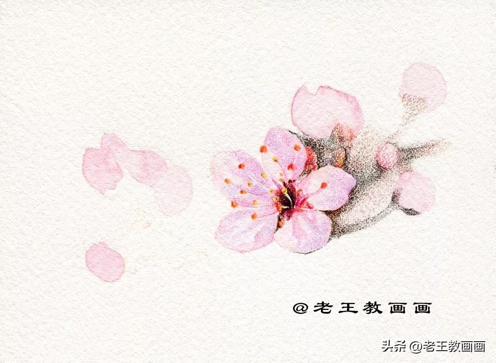 零基础学彩铅画多肉植物,三年级简单画桃花彩铅