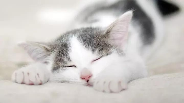 过年回家想猫咪怎么办,如果回家过年猫咪带不回去怎么办