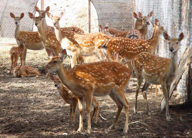 割掉鹿茸鹿有没有疼痛,把鹿的鹿茸割掉它会痛吗