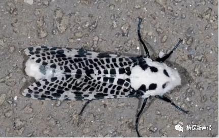 蛀干害虫为害症状识别,什么是蛀干害虫