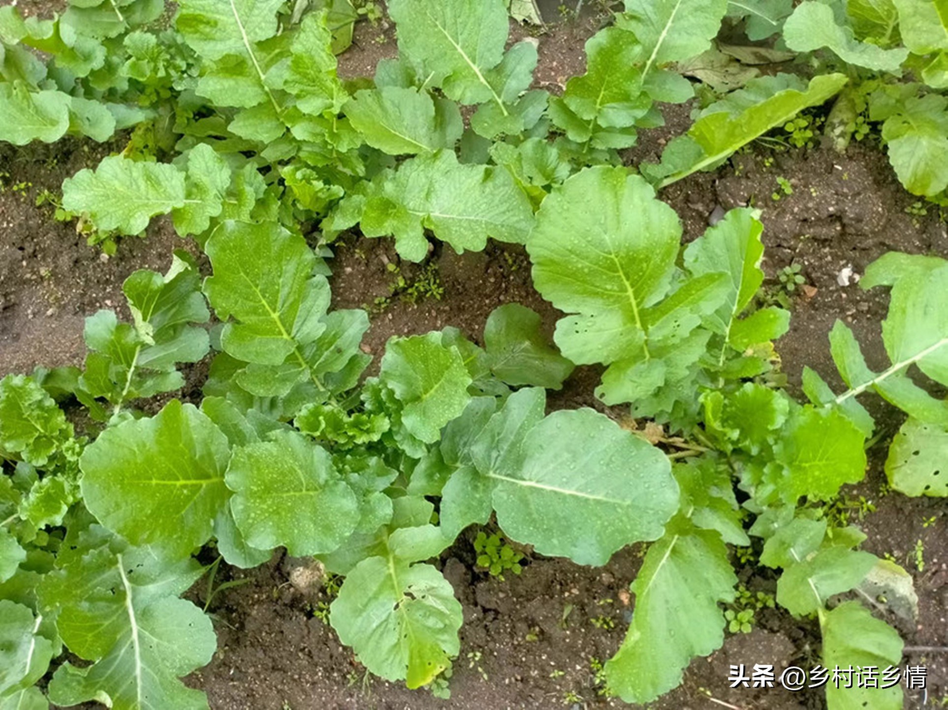 防烂根土壤板结,土板结烂根最快解决方法