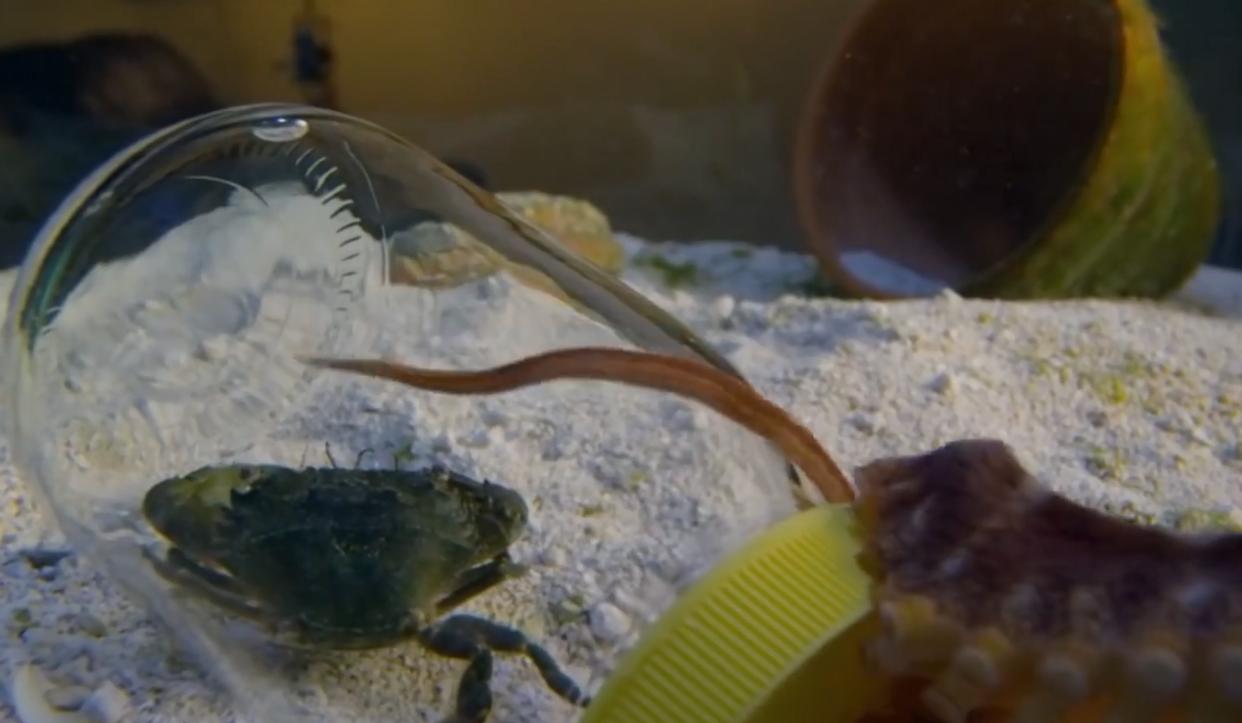 能预测世界杯，还拥有再生能力，章鱼真的不是外星生物吗？