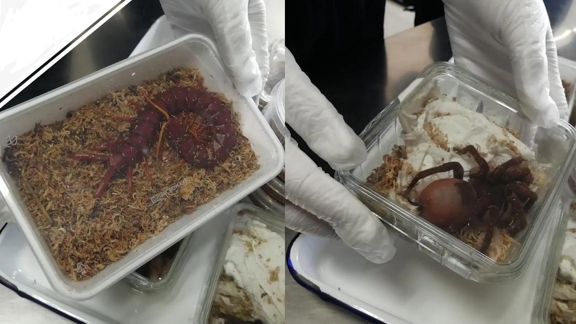 盘点全球剧毒的蜈蚣,中国海关查获巨大蜈蚣