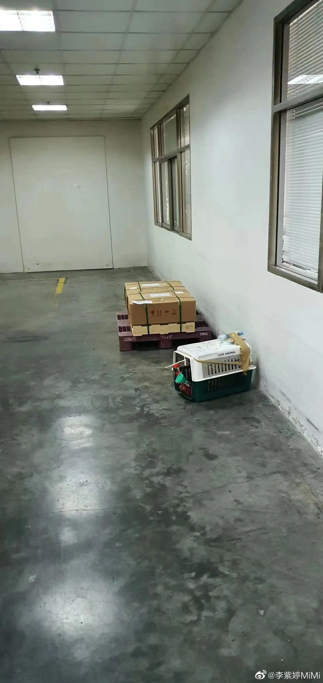 宠物托运出意外谁负责,宠物托运出问题是谁的责任