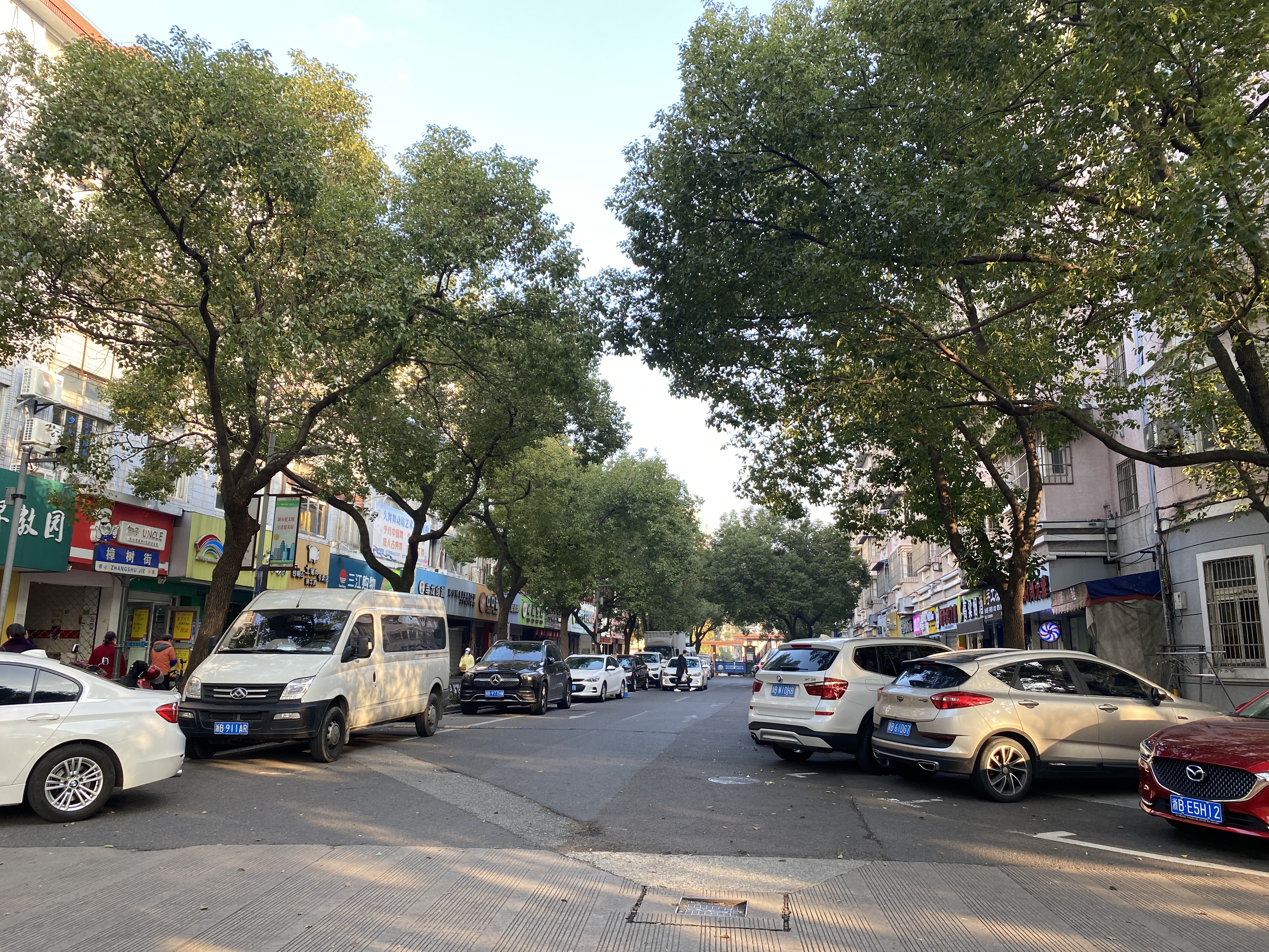 宁波市鄞州区樟树街在哪个街道,宁波市花和市树