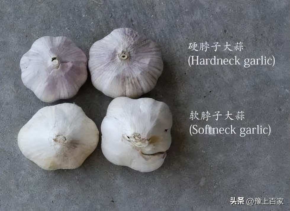 独头大蒜和普通大蒜的区别,脖子上套大蒜有什么科学依据吗