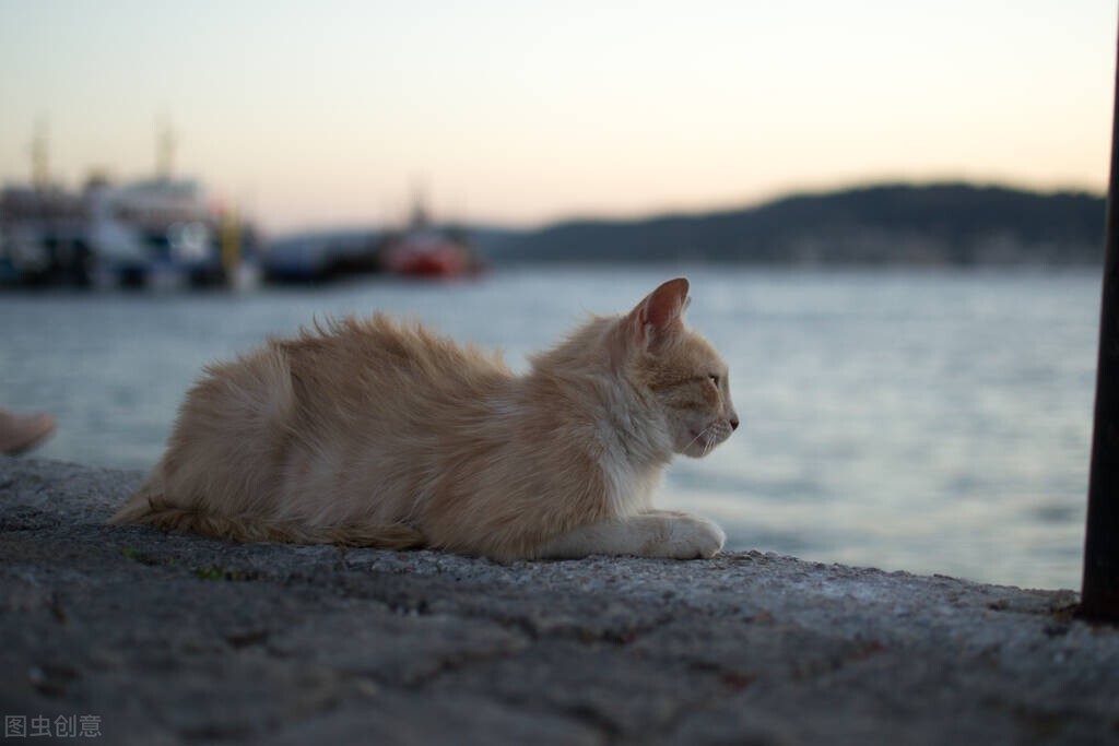 中华田园猫黑猫和孟买猫怎么区分,中华田园猫12个品种图哪个最好养