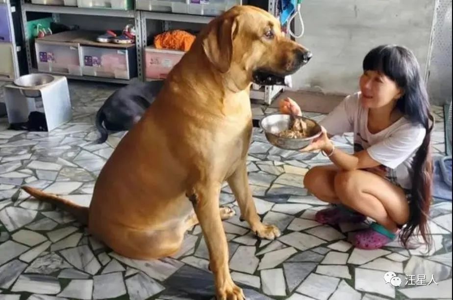 小黄狗长大的过程,小黄狗长大过程