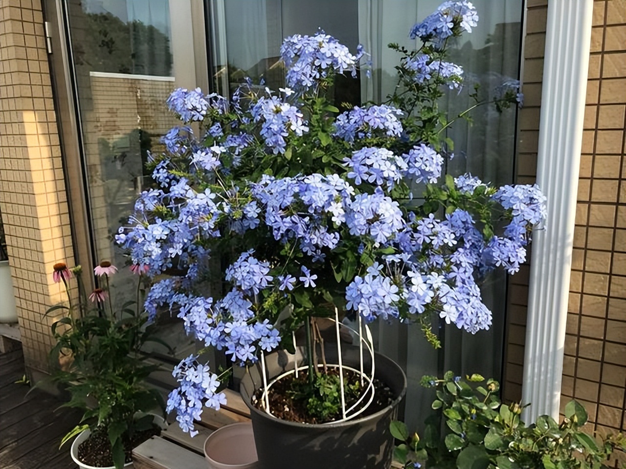 四季开花耐寒耐晒的花太阳花,耐热耐寒好养不需要阳光的花