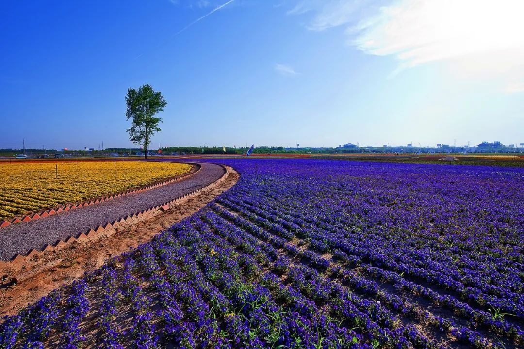 整村运营,整村运营顶层策划