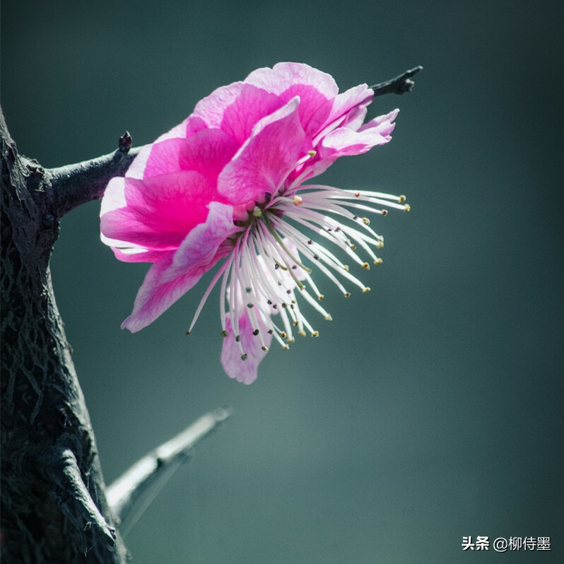 拍摄梅花多重曝光的技巧,拍摄梅花用什么镜头最好