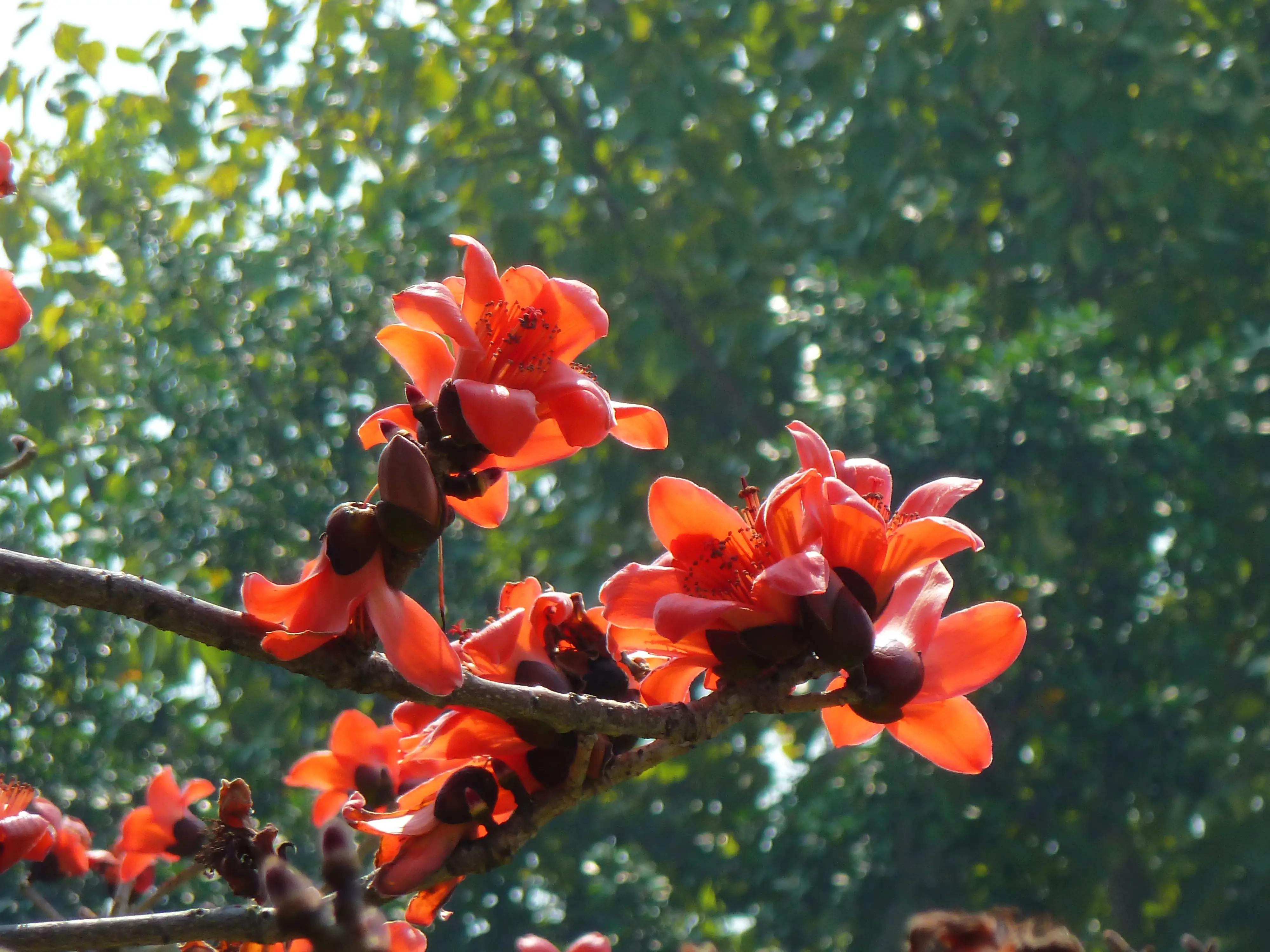 厦门美好的日子,厦门春暖花开