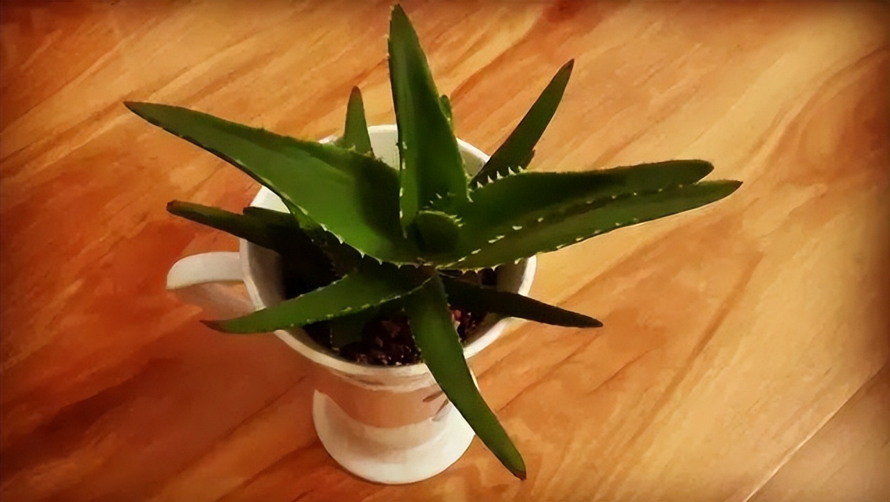 适合在北方养的吉利花,家中养的吉利花