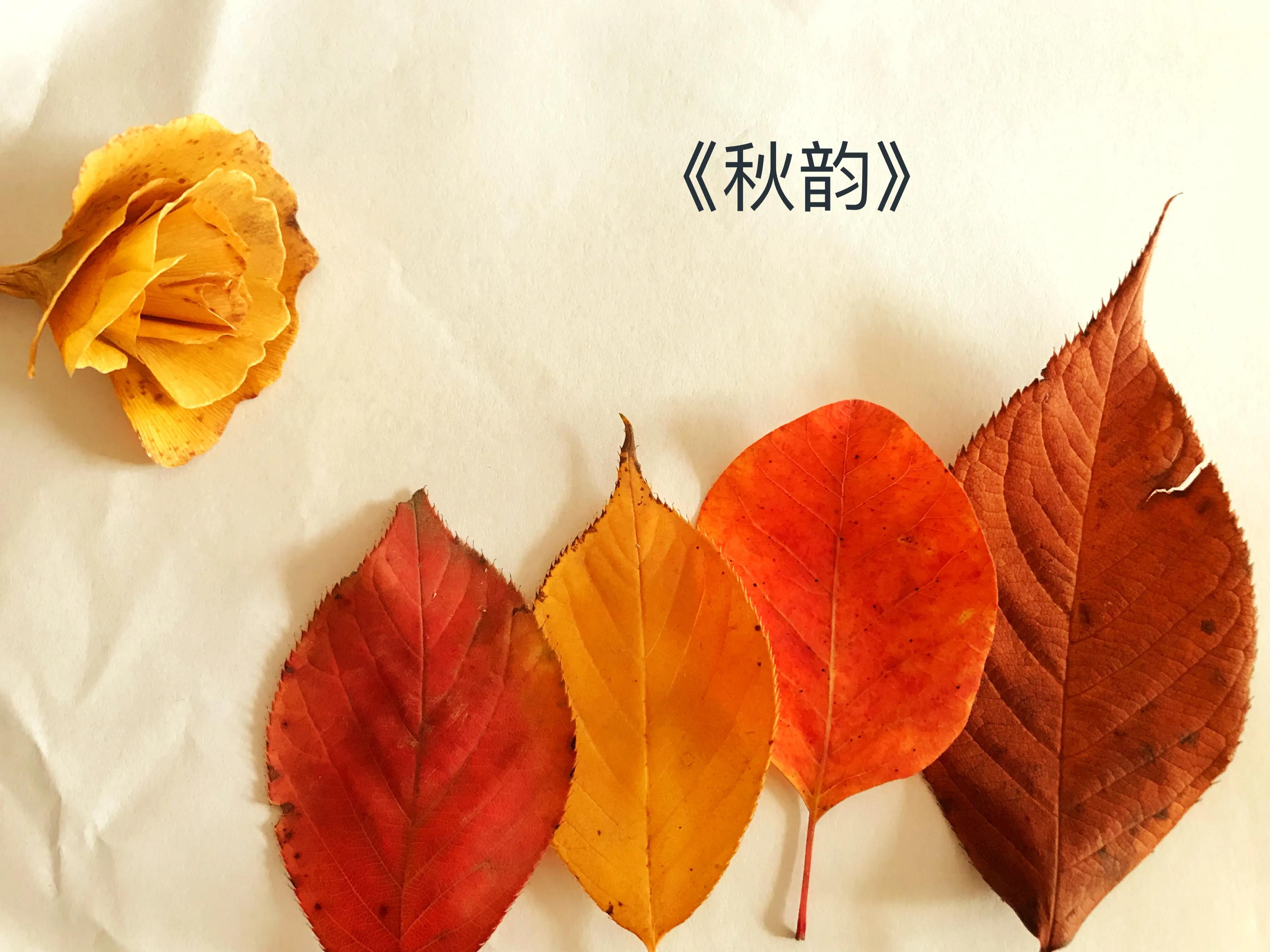 走进深秋的歌曲,走进深秋歌曲原唱