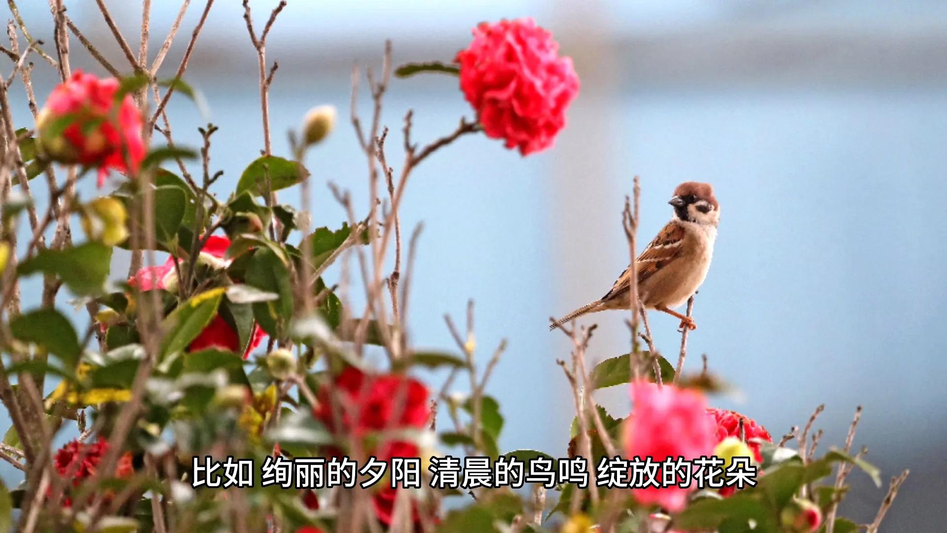 感性的认识和感悟,感性的三种基本认识和特点