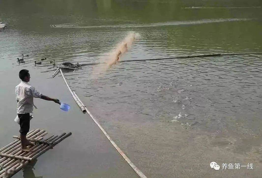 鱼出现败血症怎么治疗,鱼得了败血症怎么治