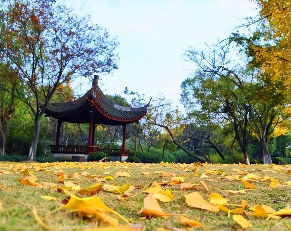 千古巨星正在煎茶，此时菊黄秋高、山寺清幽