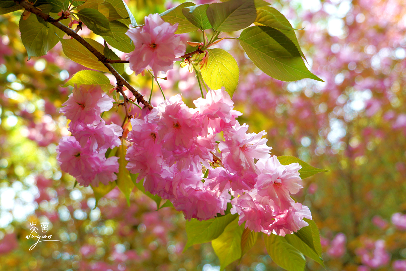 武汉看樱花半日游,武汉看樱花一日游