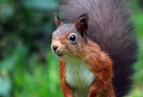 小松鼠感冒了怎么处理,小松鼠喝奶打喷嚏怎么回事