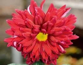 清雅花卉园艺景观,意境清雅的花草