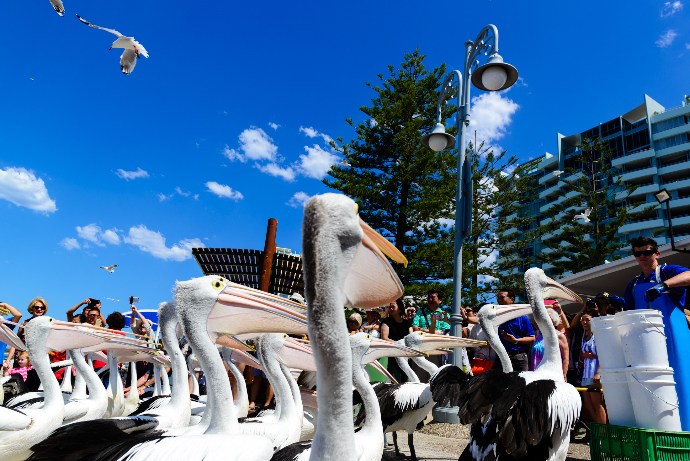 澳洲黄金海岸喂鹈鹕,澳洲海边鹈鹕