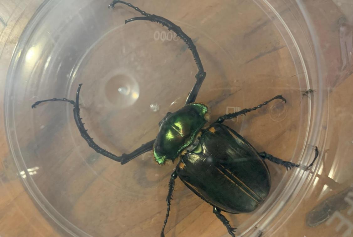 阳彩臂金龟已经灭绝了吗,阳彩臂金龟真的灭绝了没