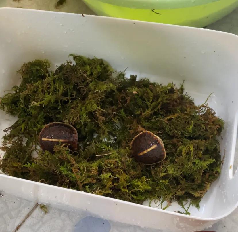 乌龟怎样冬眠,乌龟椰土冬眠法