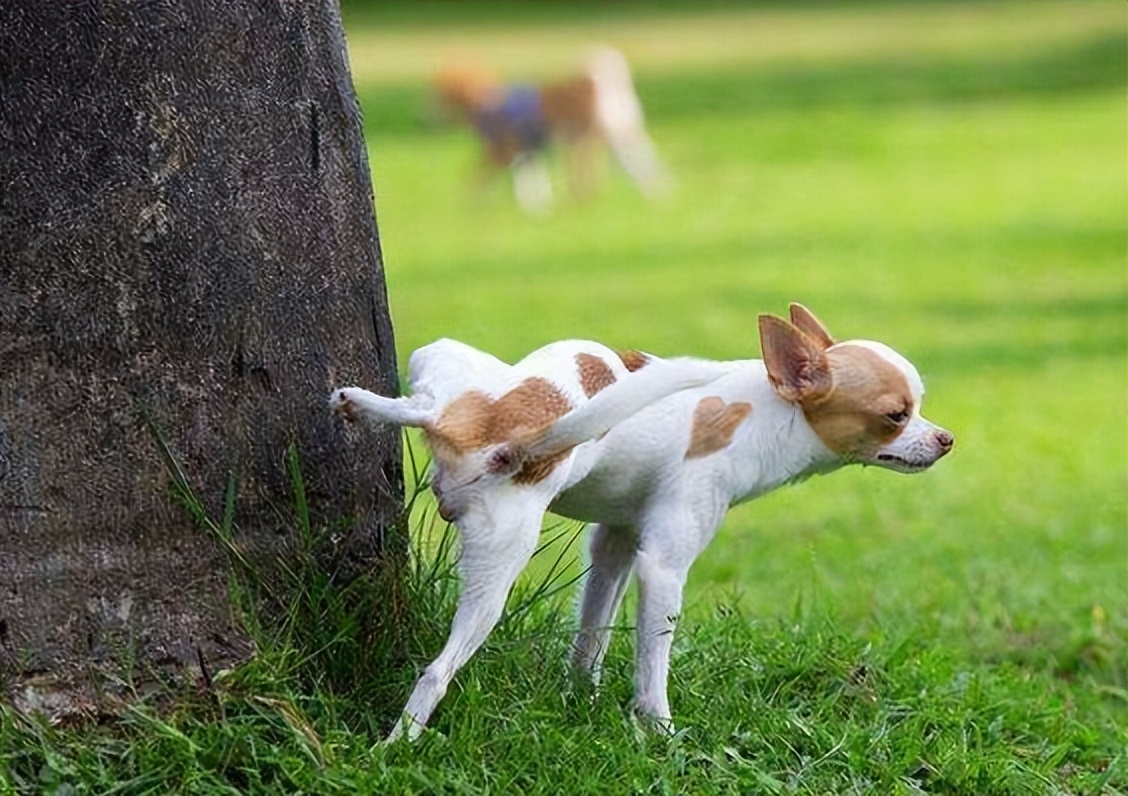 狗狗不会站怎么教,狗狗不会躺怎么教
