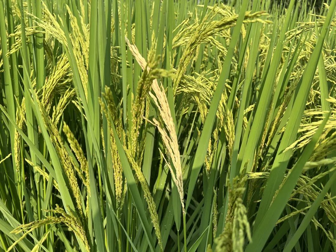 水稻二化螟的最佳防治时期,水稻二化虫害防治方法