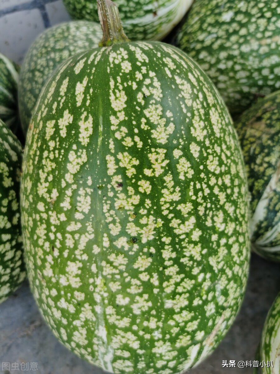 硒砂瓜种植现存问题,种植硒砂瓜的有利自然条件有哪些