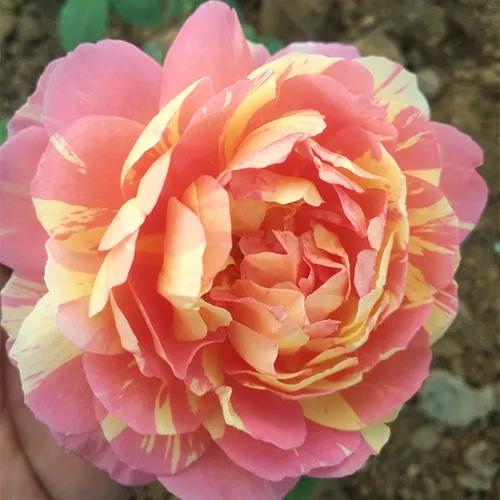 月季美图100张,妩媚动人的月季花图片