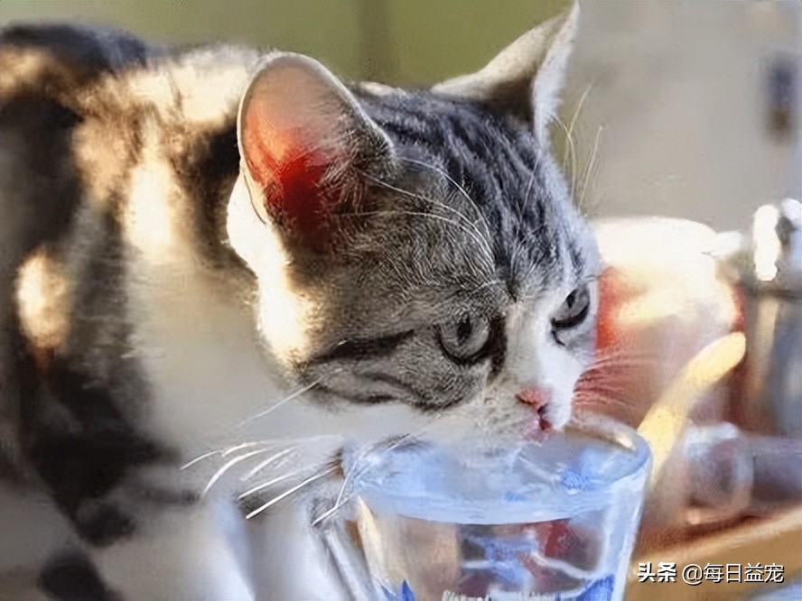 猫咪感冒了怎么办？这样做可以好得快