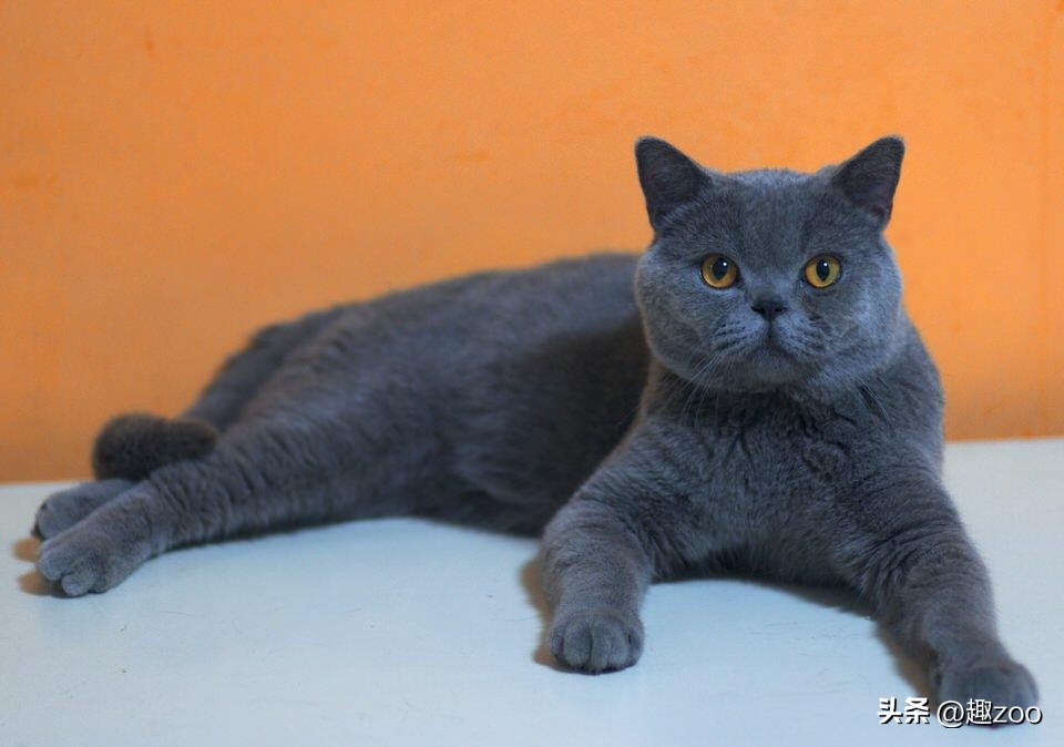 家庭宠物哪个好养活,养殖哪些宠物好养活