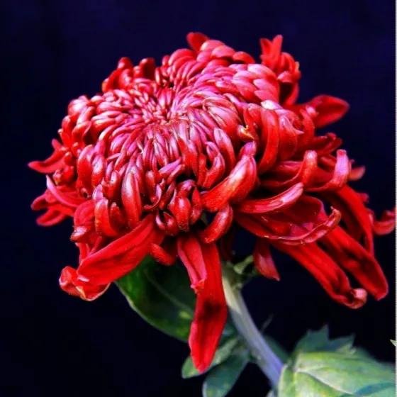 100种迷人的“数字花”,从零到一百万,真是太神奇了