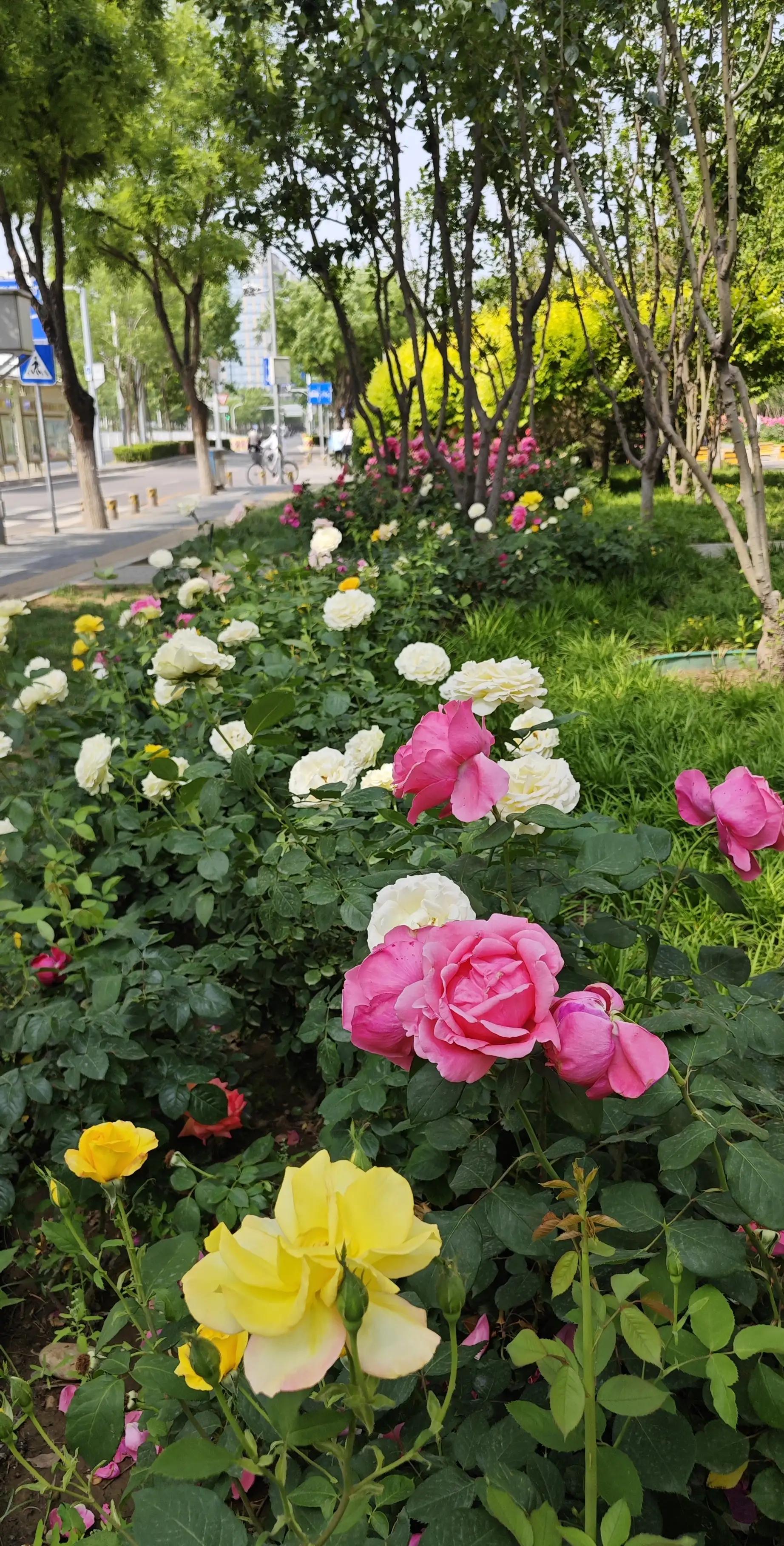 春天的月季花作文500字,春天的月季花是什么颜色