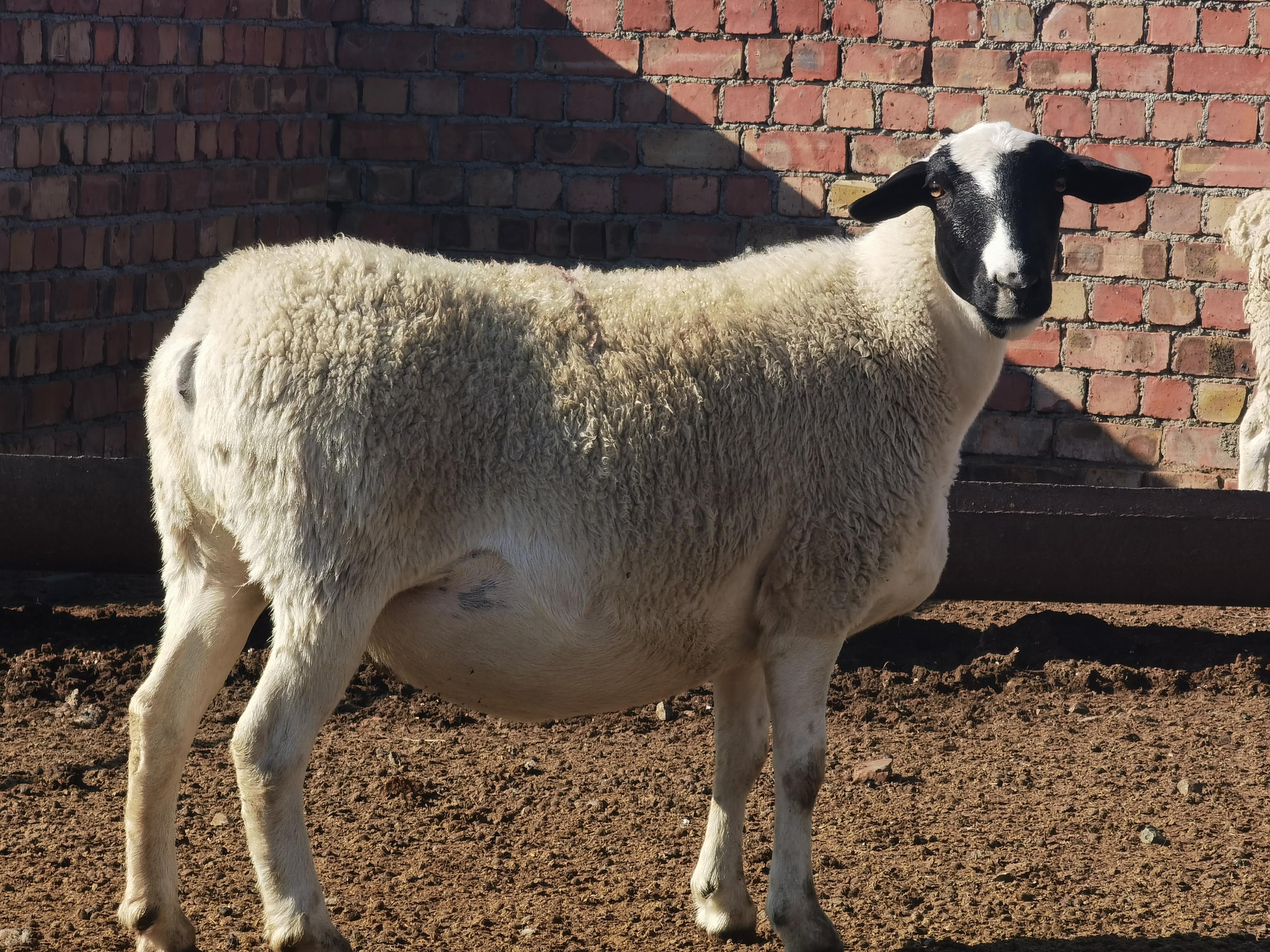 母羊下崽后怎样处理,母羊产道脱出怎么治疗