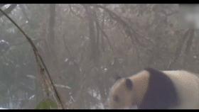 山村十大诡异怪事件,四川大山发现的怪物