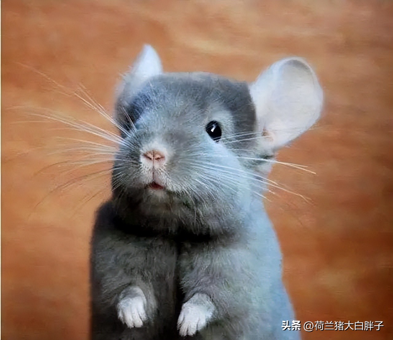 养龙猫的十大坏处,宠物龙猫好养么视频播放