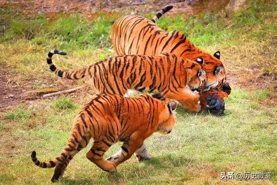 中国将5只华南虎放到非洲草原，繁衍15只后，为何迟迟不回中国