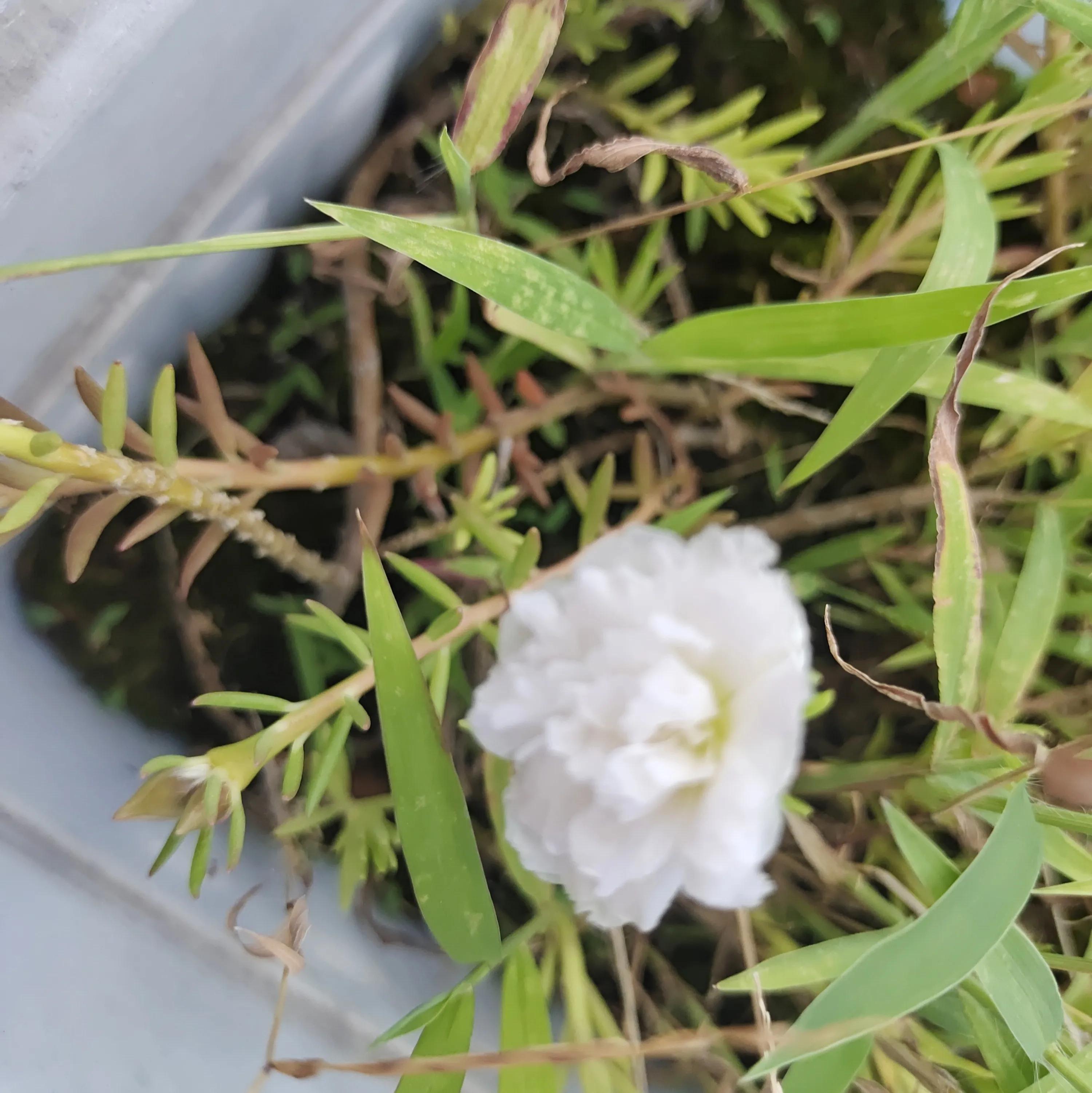 十天不在家里绿植怎么浇水,十天不浇水会死吗