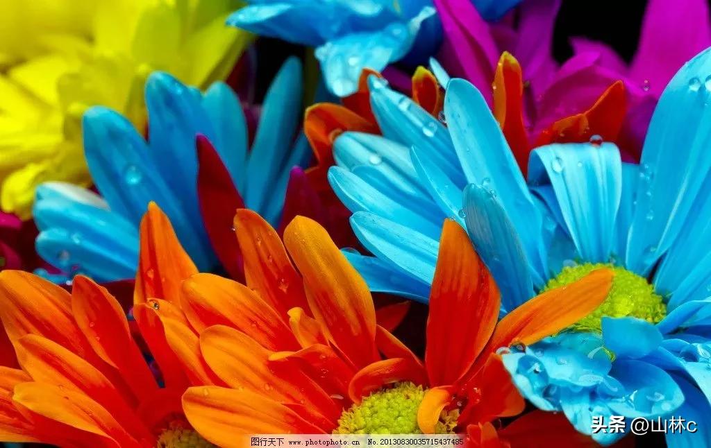 各种各样的鲜花尽情开放争芳斗艳,各种颜色的鲜花开得好美丽动人