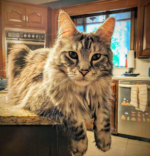 不建议新手养缅因,不养缅因猫的6个理由太可怕了