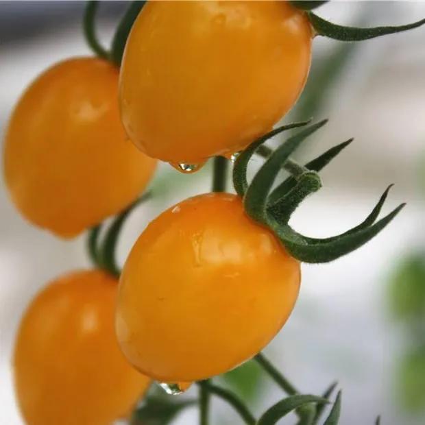 100多种罕见水果欣赏,100种罕见水果名字