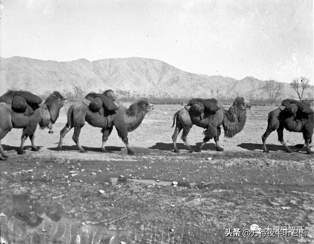 万里追踪纪录片完整版,1937年万里猎影记