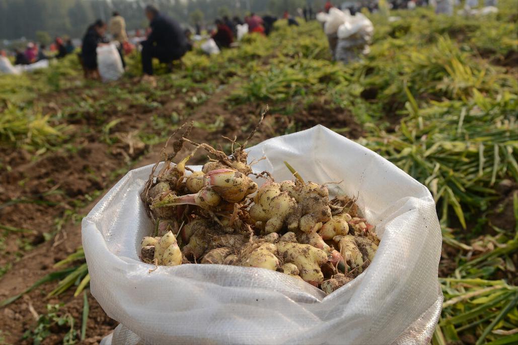 夏天怎么吃姜才正确,夏天吃姜的最佳方法