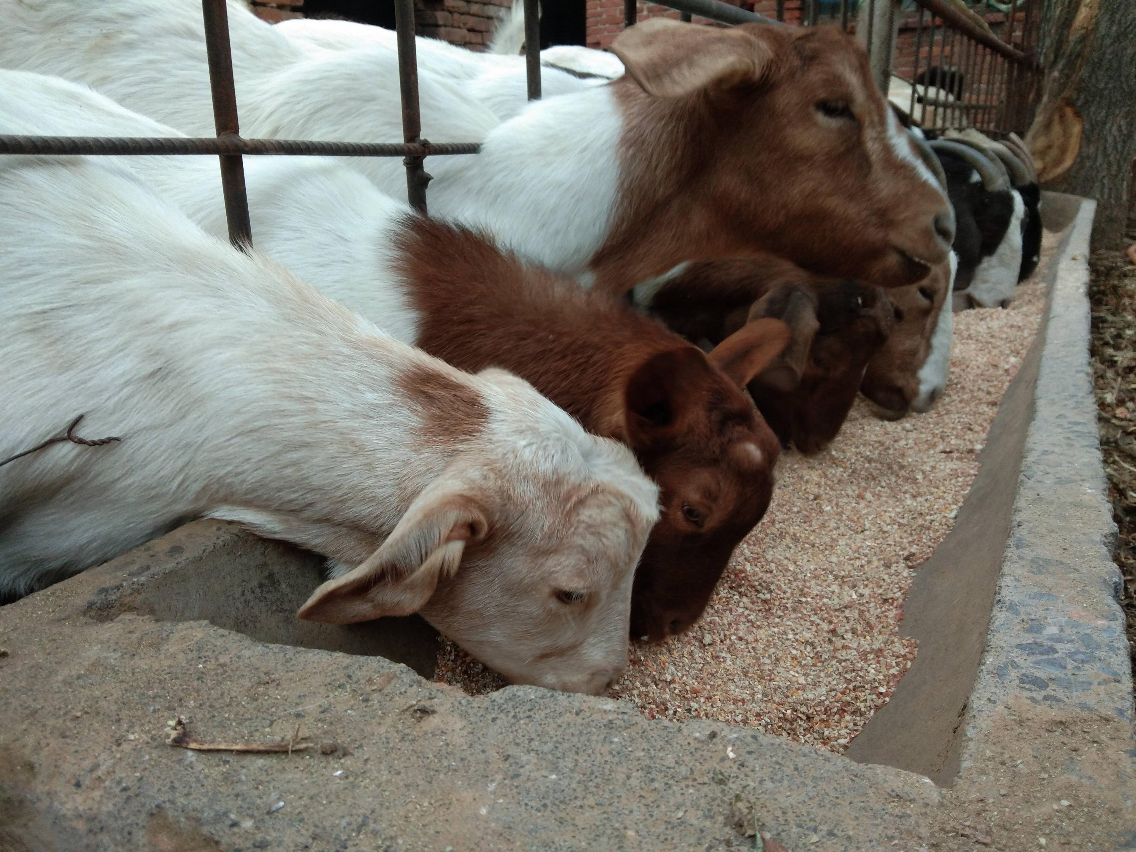 羊羔拉稀的原因是什么,初生羊羔拉稀该怎么治疗