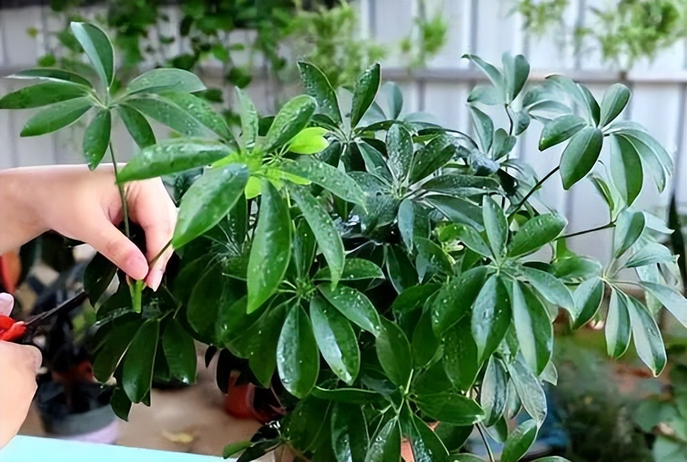 极度耐阴常绿10种花,6种花特别耐阴